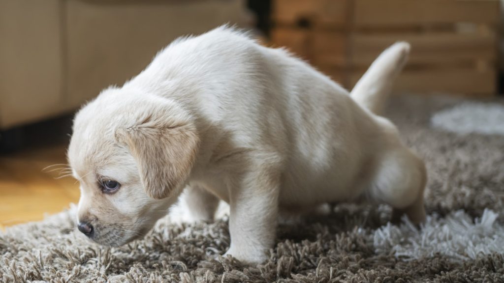 Best Enzyme Cleaner for Dog Urine